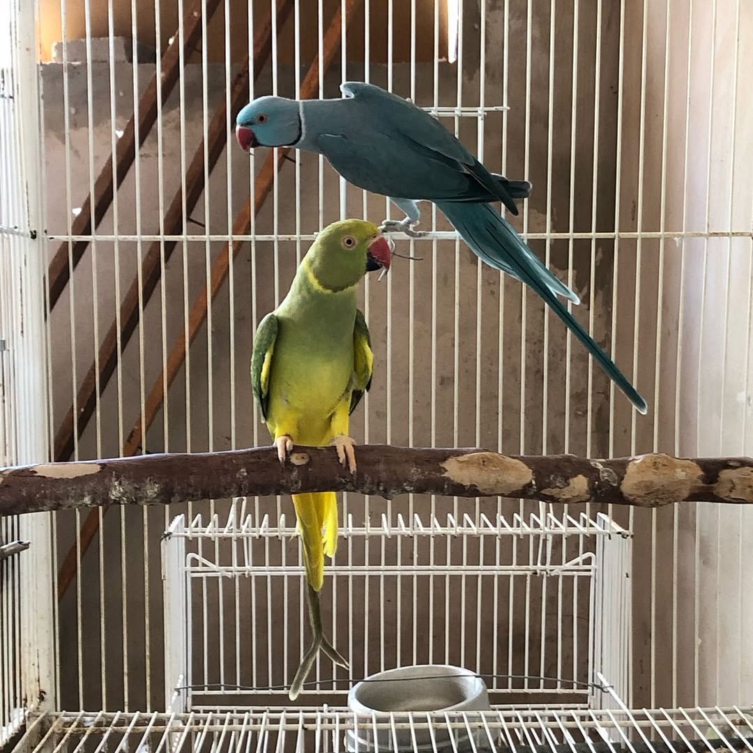 Parakeets in New Jersey