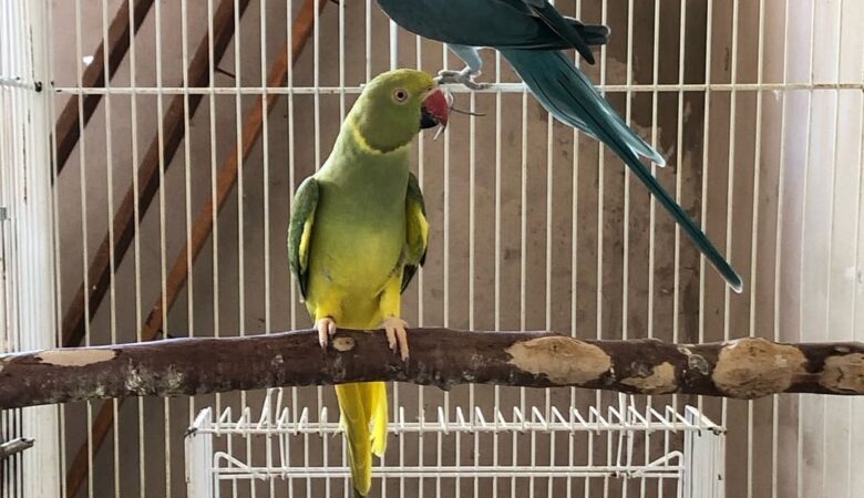 Parakeets for sale in Mississippi