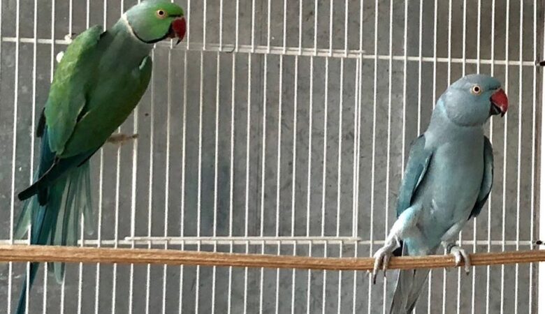 Parakeet breeders in Minnesota
