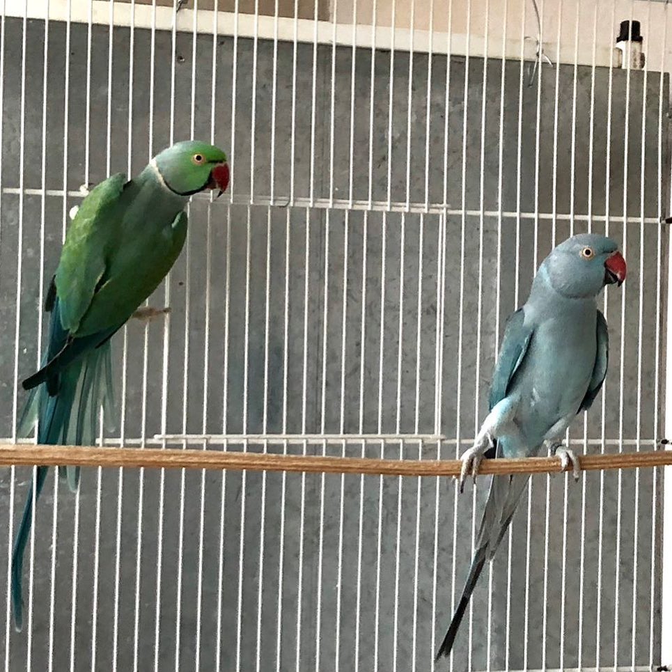 Parakeet breeders in Minnesota