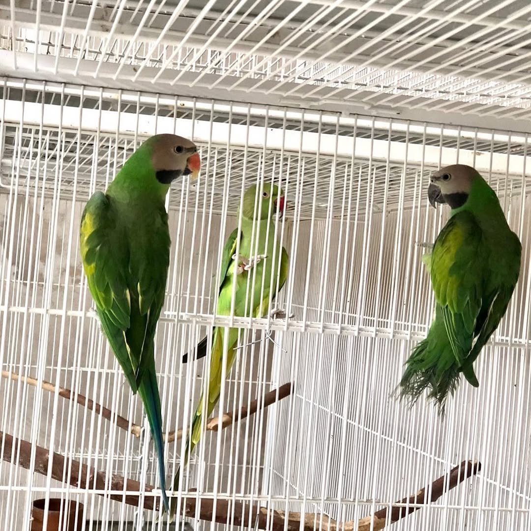 Parakeet parrots in Hawaii