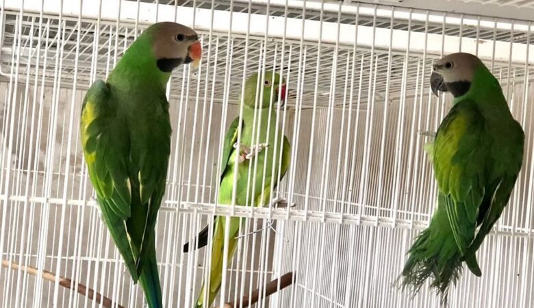 Parakeets for sale in New Hampshire