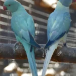 How can I verify the physical health of the birds from Parakeet breeders in Delaware before finalizing my purchase?
