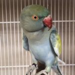 How can I be certain that the birds from Parakeet breeders in Connecticut are healthy and well-adjusted for my home?
