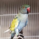 How do I know if I have found the best Parakeet breeders in California for my needs?