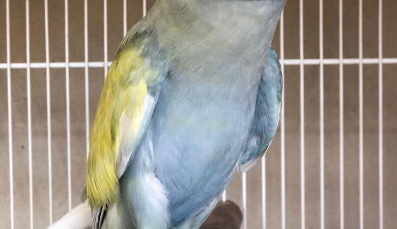 Parakeets in Maine