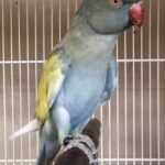 How can I verify the physical health of the birds from Parakeet breeders in Colorado before I make a commitment?
