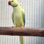 How do I know if I'm choosing the right bird from the Parakeet breeders in Illinois?