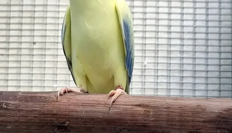 Parakeets for sale in New Jersey