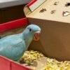 parakeet parrots for sale