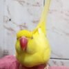 parakeet birds for sale near me