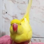 parakeet birds for sale near me