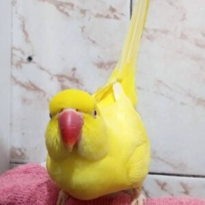 parakeet birds for sale near me