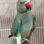 How can I identify if the birds from the Parakeet breeders in Idaho are healthy?