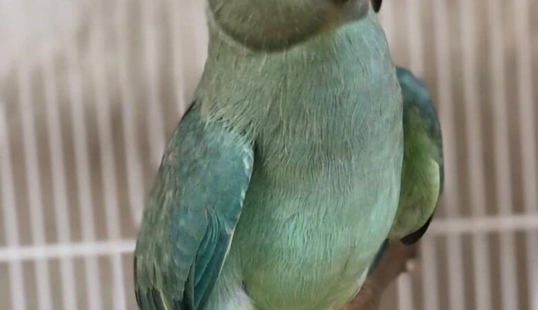 Parakeets for sale in New Hampshire