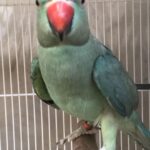 How do I know if I have found the best Parakeet breeders in Florida for my needs?
