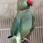 How can I be certain that the birds from Parakeet breeders in Hawaii are healthy and well-adjusted?