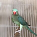 How can I verify the health of the birds I see from Parakeet breeders in Georgia?