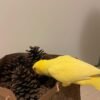 parakeets for sale online