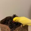 parakeets for sale online