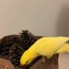 parakeets for sale online