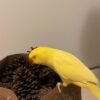 parakeets for sale online