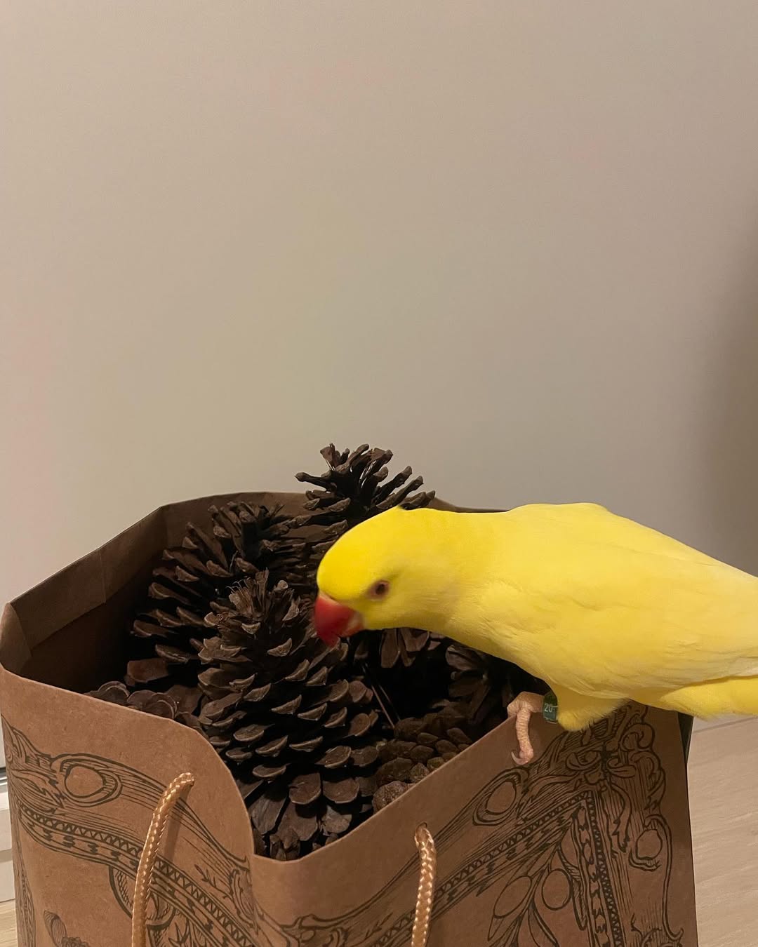 parakeets for sale online