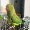 Cheap parakeets for sale