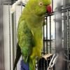 Cheap parakeets for sale