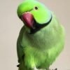 Cheap parakeets for sale near me