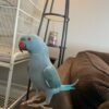 Male parakeets for sale