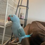 Male parakeets for sale