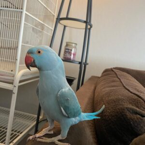 Male parakeets for sale