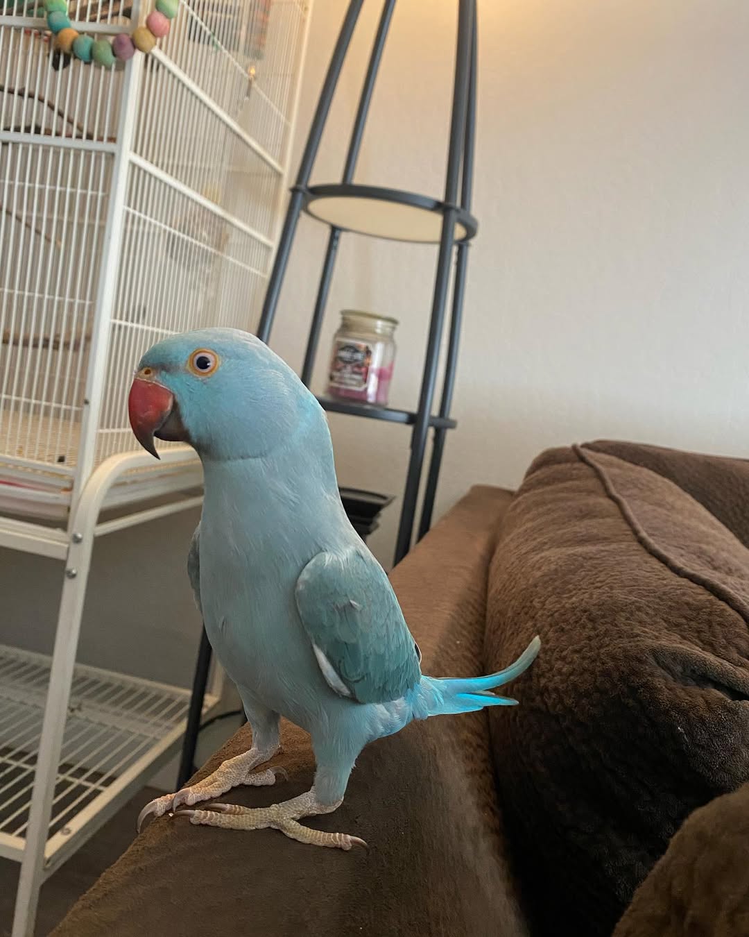 Male parakeets for sale