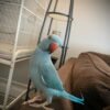 Male parakeets for sale