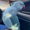 Male parakeets for sale