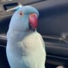 Male parakeets for sale