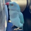 Male parakeets for sale