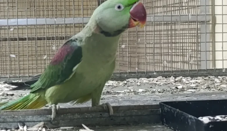 Parakeets for sale in Missouri