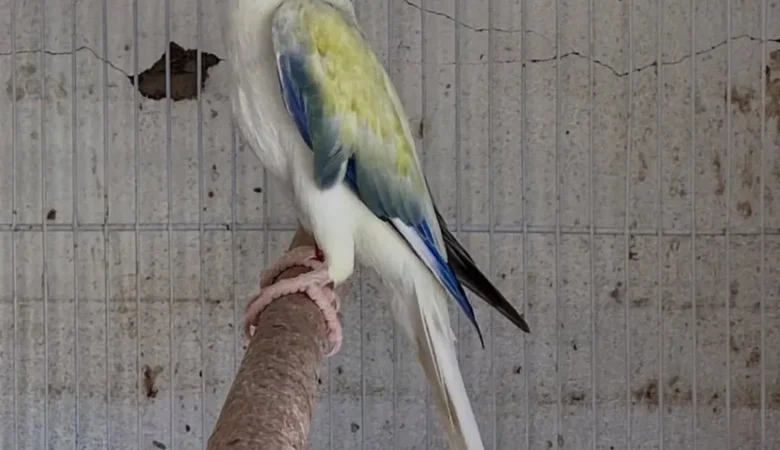 Parakeets for sale in Montana