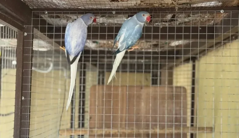 Parakeets for sale in Michigan