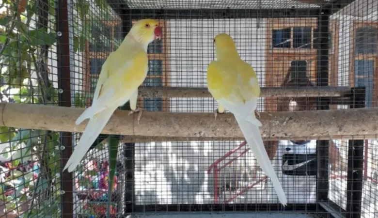 Parakeet parrots in Denmark