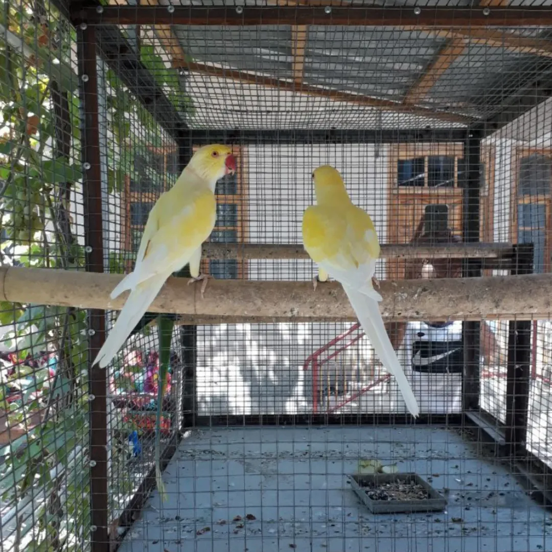 Parakeets in New Mexico
