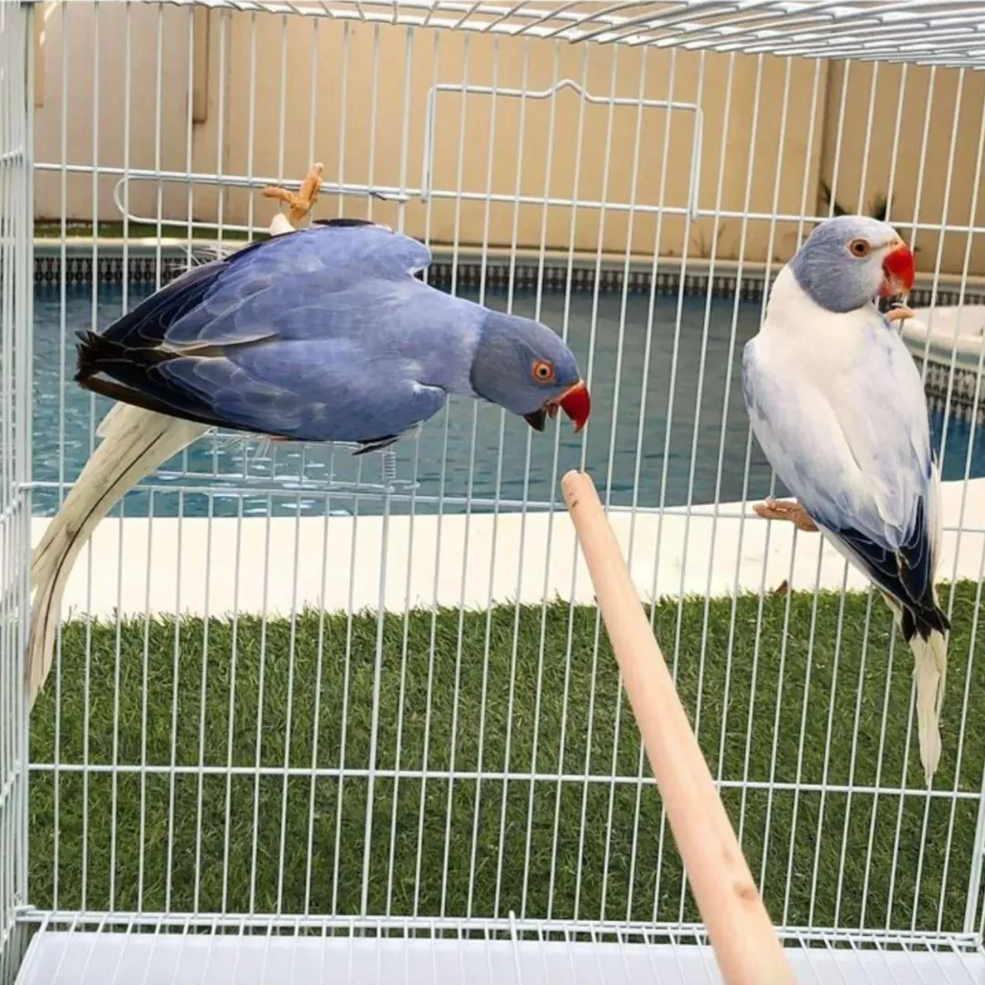 Parakeet birds in Rhode Island