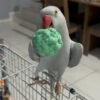 baby parakeets for sale near me