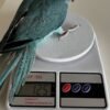 parakeet parrots for sale