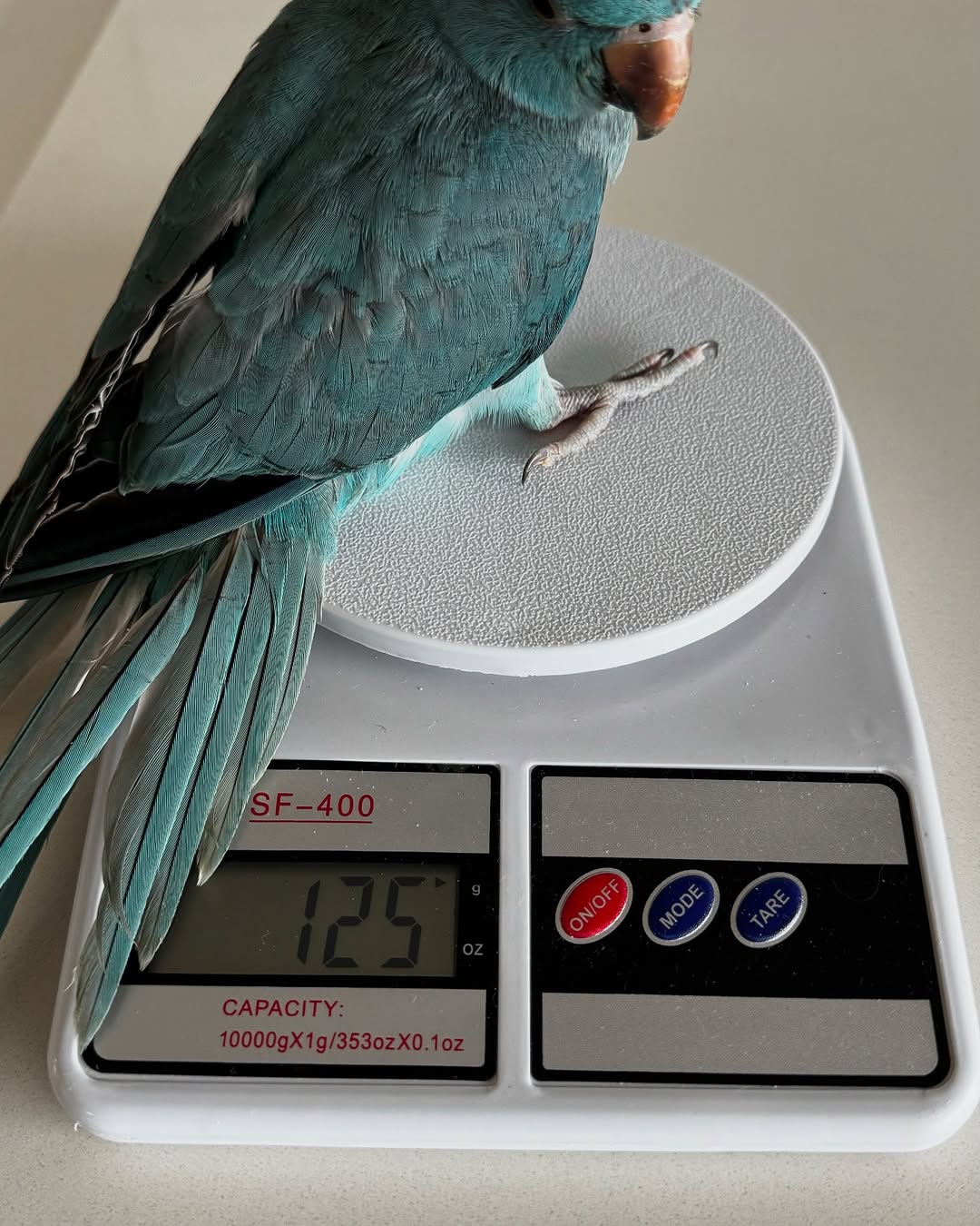 parakeet parrots for sale