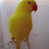 parakeet birds for sale near me
