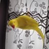 parakeet birds for sale near me