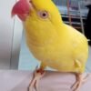parakeet birds for sale near me